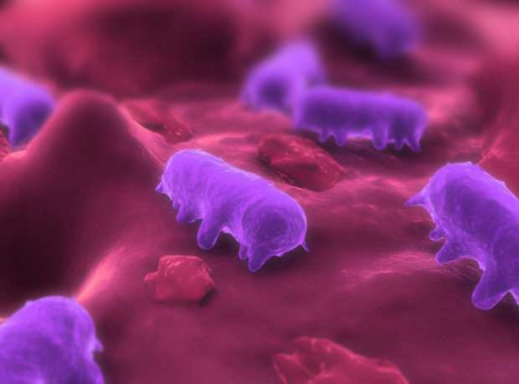 O Que é Bactéria Febre Tifoide
