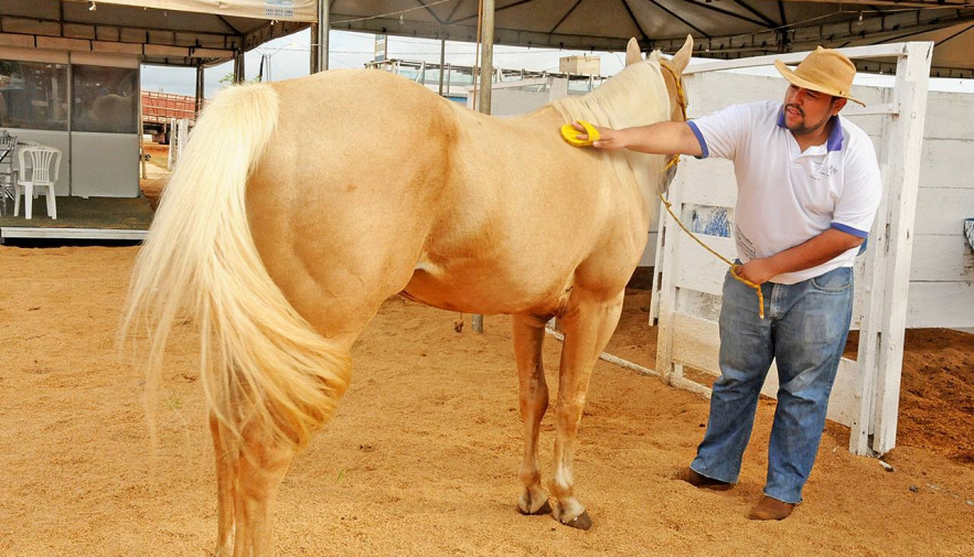 Problema histórico, cavalos soltos tomam conta do Grande Recife