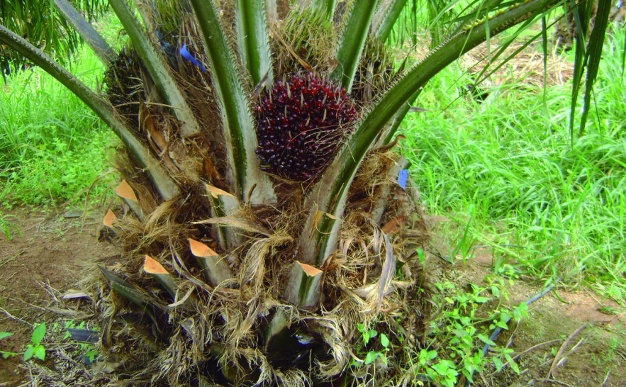 O dendê produz em cada kg/ha 5.000 litros de óleo, destacando-se como a oleaginosa com maior potencial produtivo