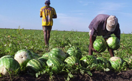 Governo celebra 23 anos do Tocantins com grandes avanços na agricultura