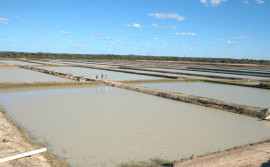 Tocantins: O Estado das águas é a nova fronteira para a produção de peixes na região Amazônica