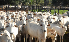Agropecuaristas devem declarar rebanho até dia 31