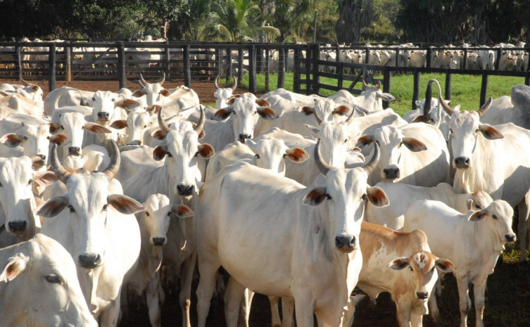 Os agropecuaristas têm até o dia 31 de janeiro para realizar a declaração de seu rebanho bovino junto à Secretaria Estadual da Fazenda (Sefaz)