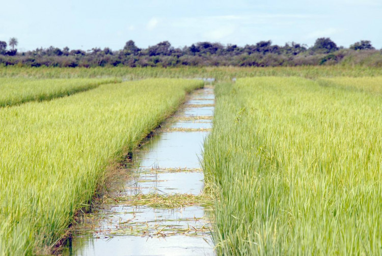 A cultivar de arroz BRS Tropical será protagonista do Dia de Campo, que apresentará os ensaios de valor de cultivo e uso (VCU) e lavouras experimentais