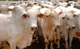 Governo reduz tributos para produtores de gado de corte