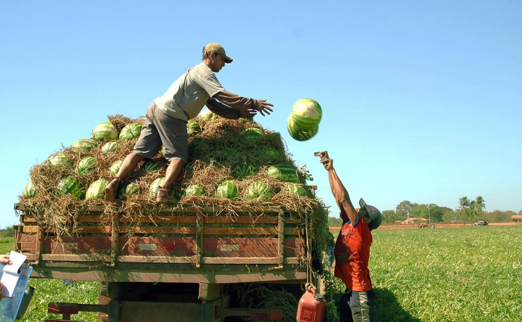 A expectativa para a safra 2012 é que sejam colhidas cerca de 90 mil toneladas de melancia em uma área plantada de 3.600 hectares