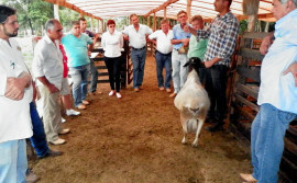 Ovinocultura do TO  desponta como atividade lucrativa 