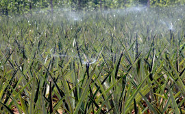 Tocantins elabora plano para desenvolvimento da Amazônia