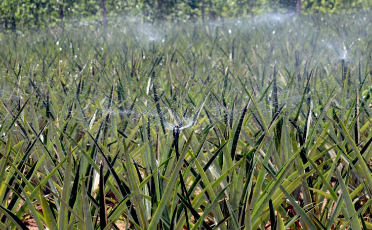 Encontro visa debater propostas voltadas para o desenvolvimento sustentável da Amazônia 
