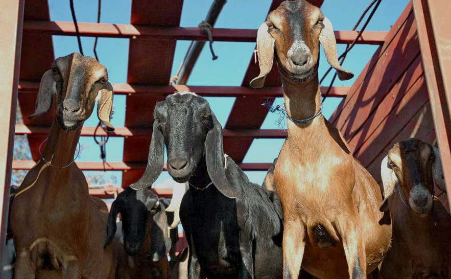 O Tocantins é o quarto Estado a emitir a GTA por meio do cartão do produtor