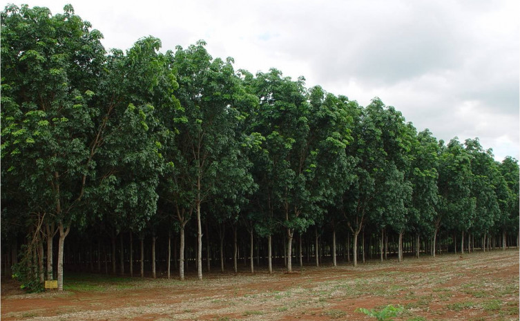Cada hectare plantado com as árvores podem render por mês R$ 1.500, ao heveicultor