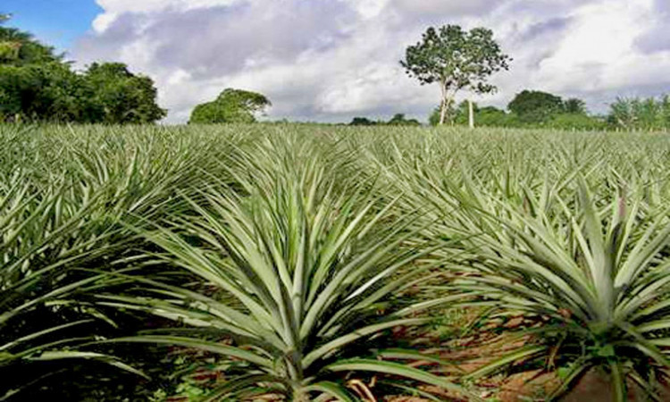 Abacaxi está entre as frutas selecionadas para este ano