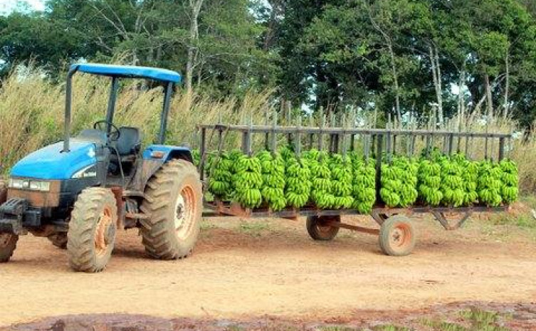 Banana tocantinense segue para Porto Alegre para daí ser enviada para Argentina