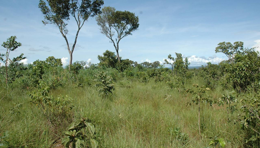 ENTENDA O QUE É REDD: Redução das Emissões por Desmatamento e Degradação  florestal