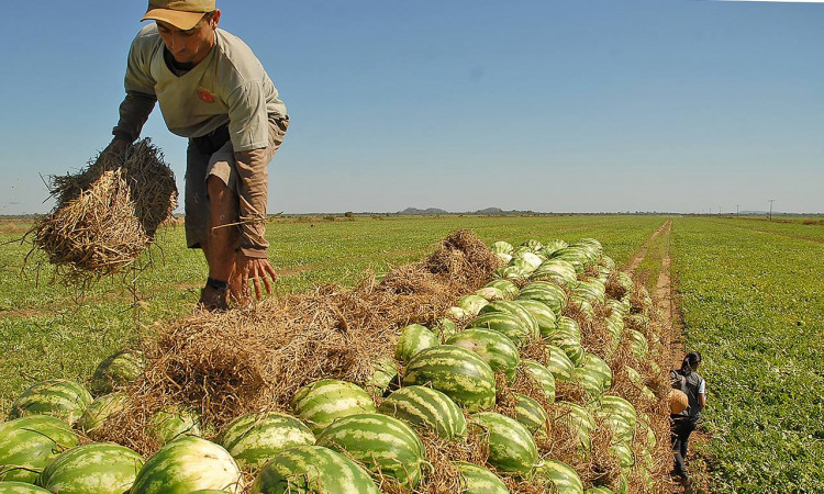  A retirada das frutas começou no início de junho e prossegue até final de setembro