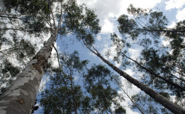 Tocantins sedia o 8º Congresso Internacional Madeira 2016
