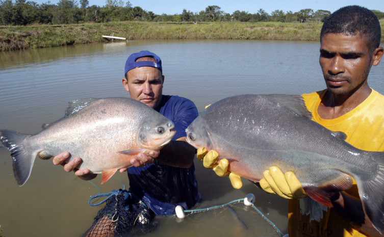 Empresário conhece potencial para instalação de fábrica de ração de peixes no Tocantins