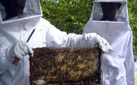 Agricultura realiza ações voltadas à melhoria da produção de gado de corte e de mel no Estado