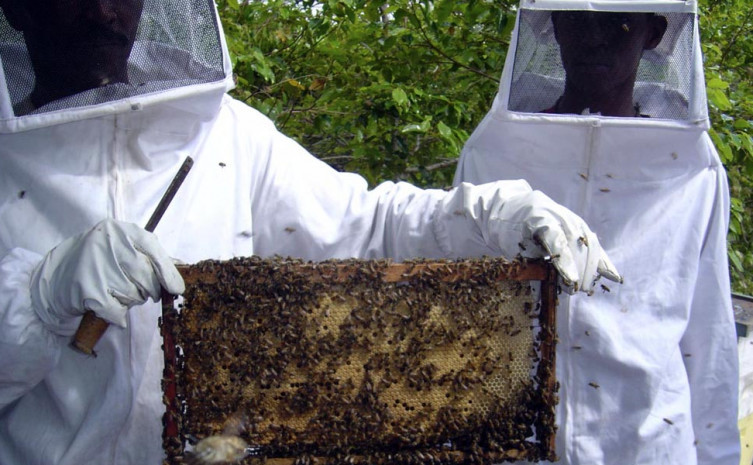 Impulsionar a produção de mel no Estado é uma das metas das visitas técnicas