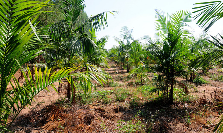 Plantio de açaí cultivado com irrigação no projeto São João 