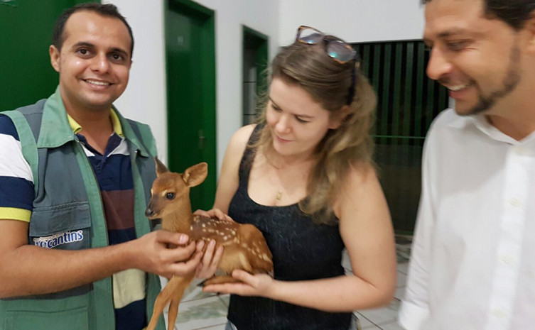 Filhote de cervo resgatado por moradores de Couto Magalhães