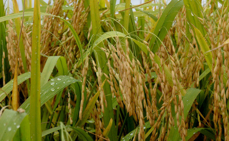 Comitê Estratégico do Agronegócio do Tocantins (CEAT) foi criado por meio do Decreto nº 5.537, de 17 de novembro de 2016