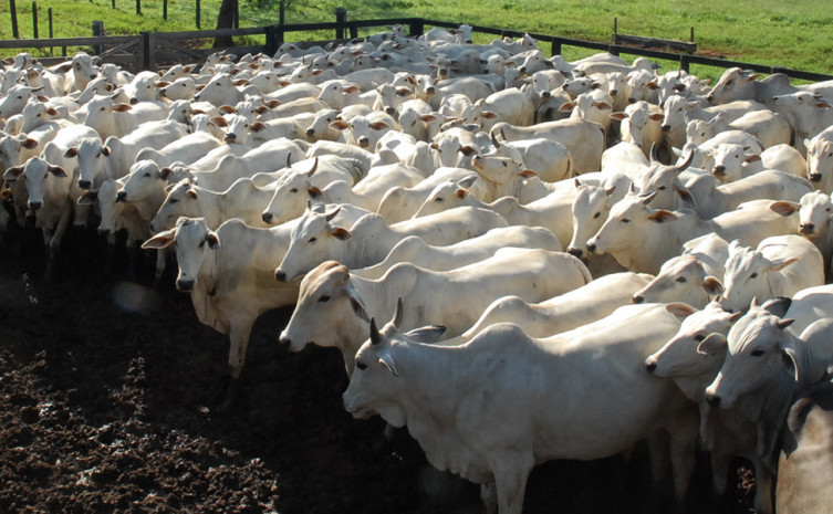 Mais de 87 mil produtores rurais do estado do Tocantins devem entregar a Declaração do Resumo da Movimentação do Rebanho e Inventário de Gado, exercício 2016, até o próximo dia 31