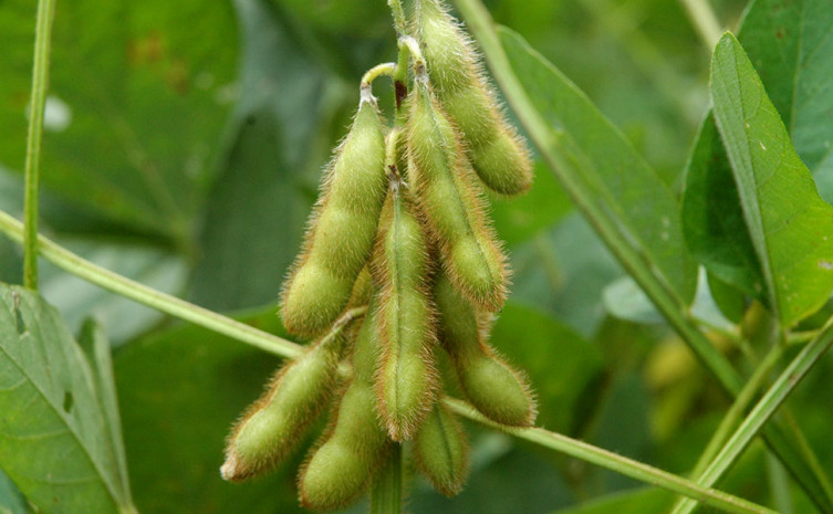 Secretaria da Agricultura participa de Dia de Campo sobre soja em Caseara
