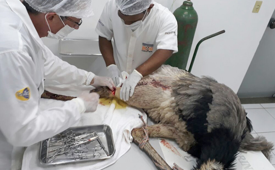 Com a morte dessa ave, na unidade do Naturatins de Gurupi já soma o quarto óbito de animal, nesse ano por atropelamento