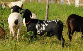 Agricultura realiza as últimas visitas para o diagnóstico da ovinocaprinocultura do Tocantins