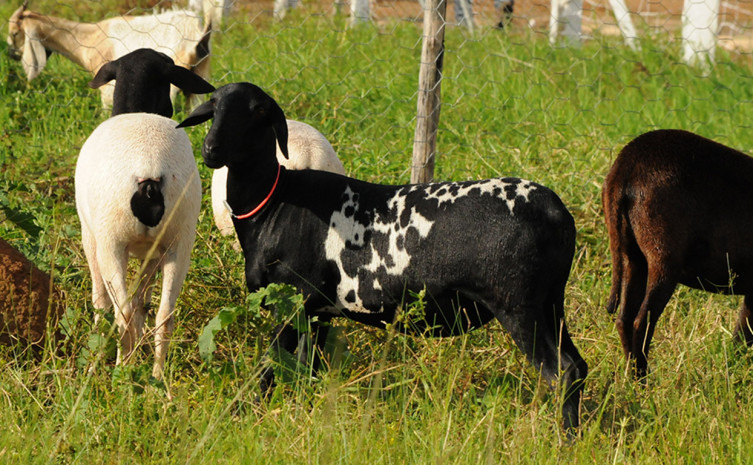 Os municípios visitados nesta semana serão Colinas do Tocantins, Araguaína, Araguatins, Presidente Kennedy e Pedro Afonso