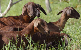 Agricultura apresenta prévia de diagnóstico da ovinocaprinocultura no Tocantins