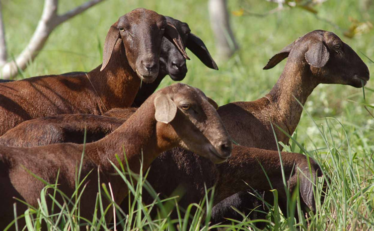 O estudo para realização do diagnóstico da cadeia produtiva da ovinocaprinocultura foi realizado no início desse ano em vários municípios do Estado
