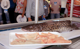 Capacitação para inspetores e agentes sanitários municipais começa na quarta-feira