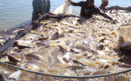 Organização da piscicultura no Tocantins será tema de workshop durante a Agrotins
