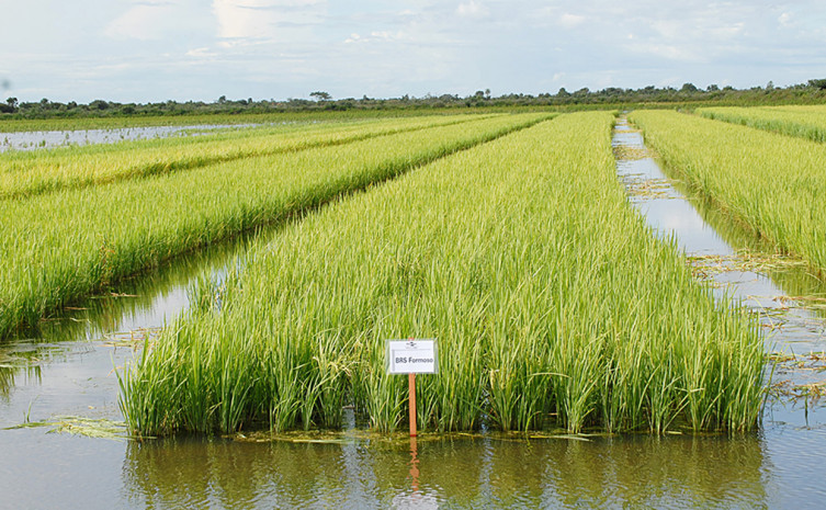 Recentemente, a Sefaz alterou a pauta do arroz e o objetivo é possibilitar, aos produtores tocantinenses, uma maior competitividade no mercado
