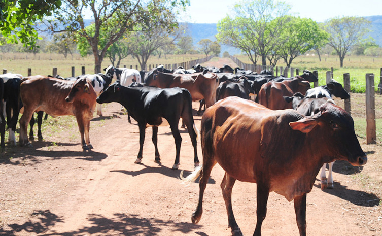 Seagro tem reforçado o convite para que técnicos participem dos cursos e que sejam instrumentos de apoio à produção animal