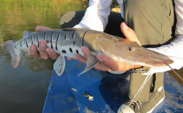 Naturatins alerta que a pesca só é permitida para quem possui licença