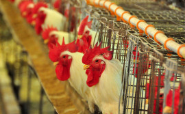 Produção de grãos, crédito e logística favorecem avicultura e suinocultura no Tocantins