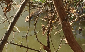 Restos mortais são encontrados em estômago de jacaré