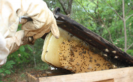 Preservação das abelhas é foco de palestra nesta segunda-feira
