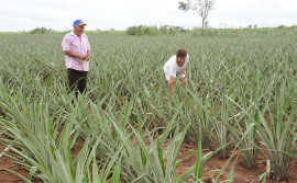 Técnicos da Agricultura finalizam planos de ação do Diagnóstico Rural