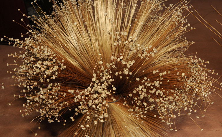 Capim dourado, planta da família das sempre-vivas, é a matéria-prima para o artesanato da região