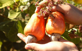 Ruraltins incentiva agricultores familiares a investirem na produção da cajuína