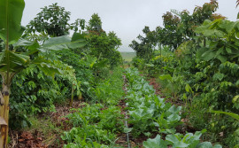 Agricultores de Araguaçu recebem curso sobre olericultura agroecológica