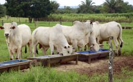 Ruraltins realiza palestra sobre Agricultura de Baixo Carbono em encontro nacional