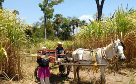 Ruraltins apoia agricultores na busca por novos mercados de comercialização