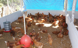 Ruraltins viabiliza implantação de abatedouro de frango em Tocantínia