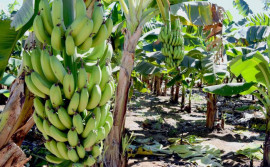 Governo promove dias de campo sobre o cultivo da banana e da mandioca