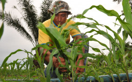 Extensão rural fomenta o crescimento do agricultor em todo Tocantins